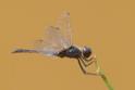 Idiataphe cubensis (Metallic Pennant) male-2.jpg